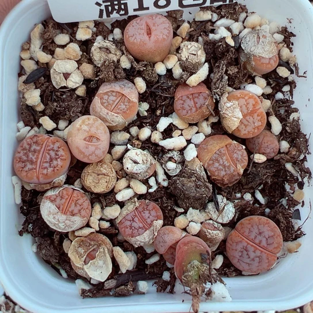 【闪购商品】1896…..