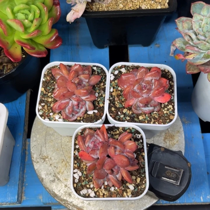 石榴仔小群一颗一物一拍