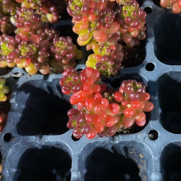 小浆果1元带土发