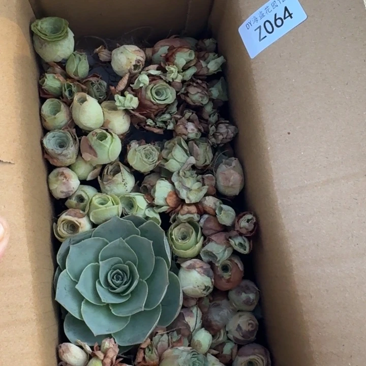 朱064。 山地玫瑰小盒子。