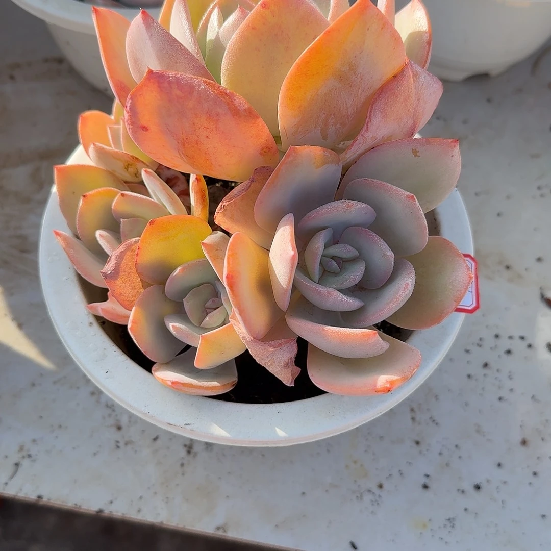 立***3白凤多肉植物一颗