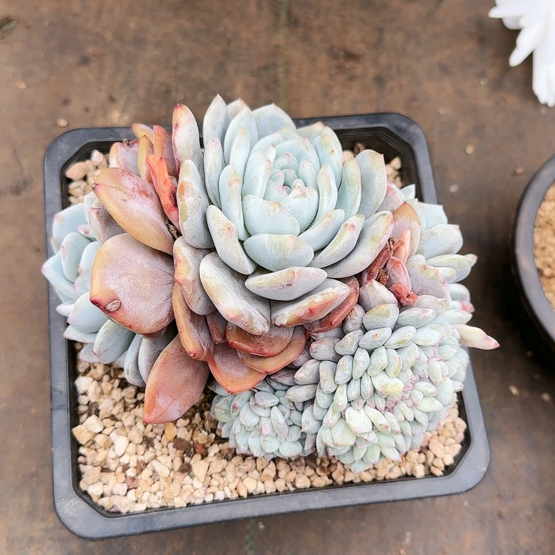 星影缀018号       68