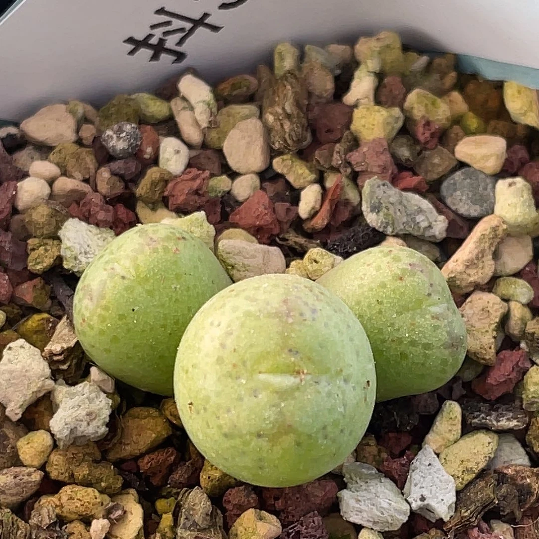 30-81猴多肉植物肉锥