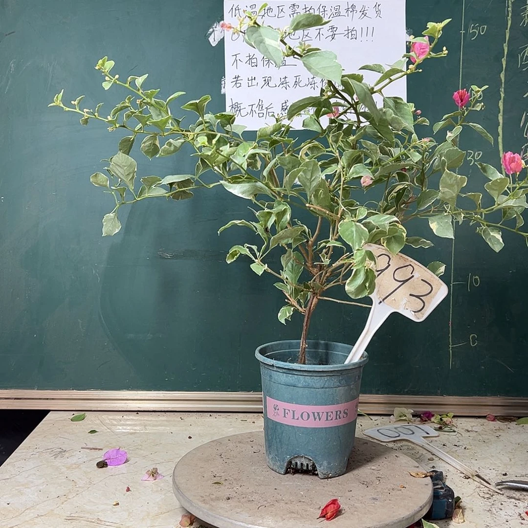 完全开放斑叶西瓜 993