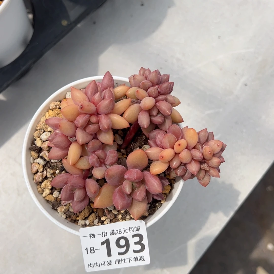 桃花源缀多多肉多肉多肉