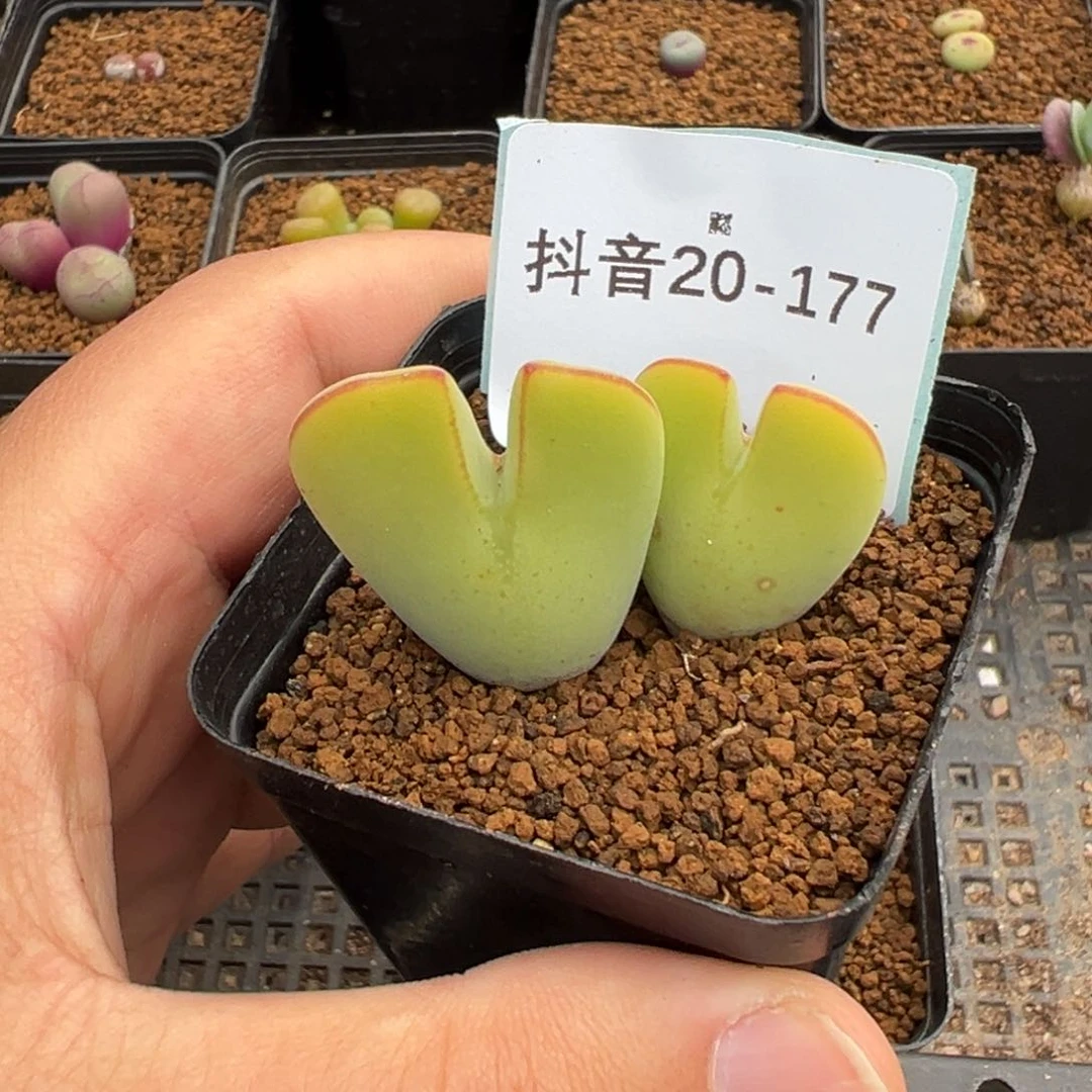 念*20-177毛将多肉植物，