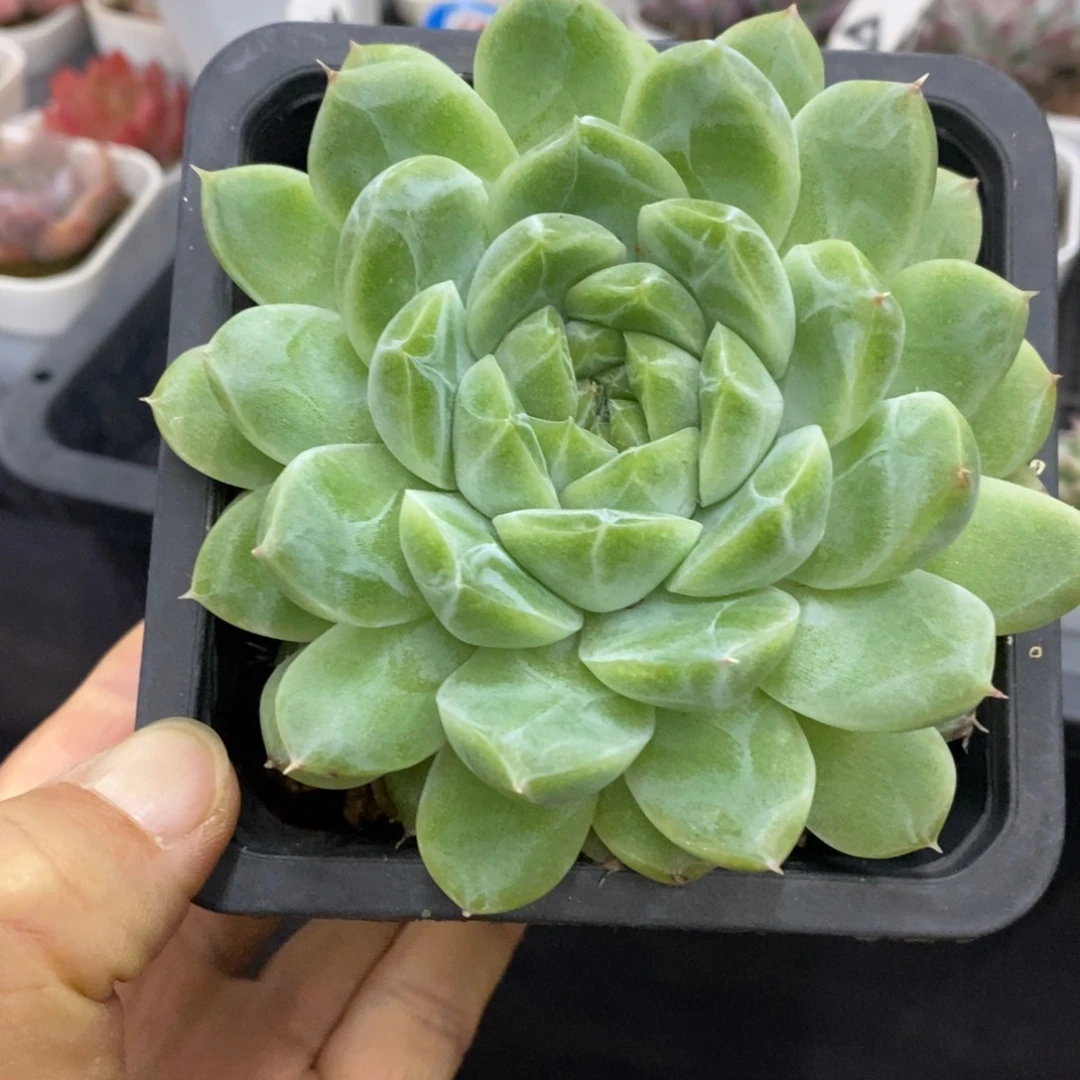 精品多肉一物一拍不包整236