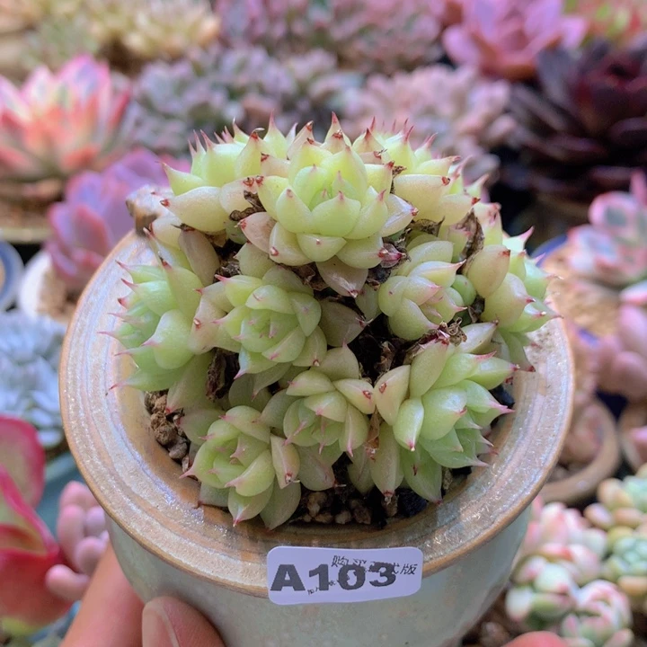 一物一拍含盆土满38包邮A103