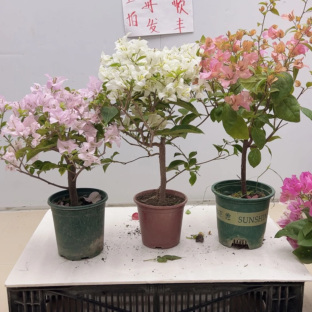 大部分花苞少量开放苹果花，白雪，金发女郎组合