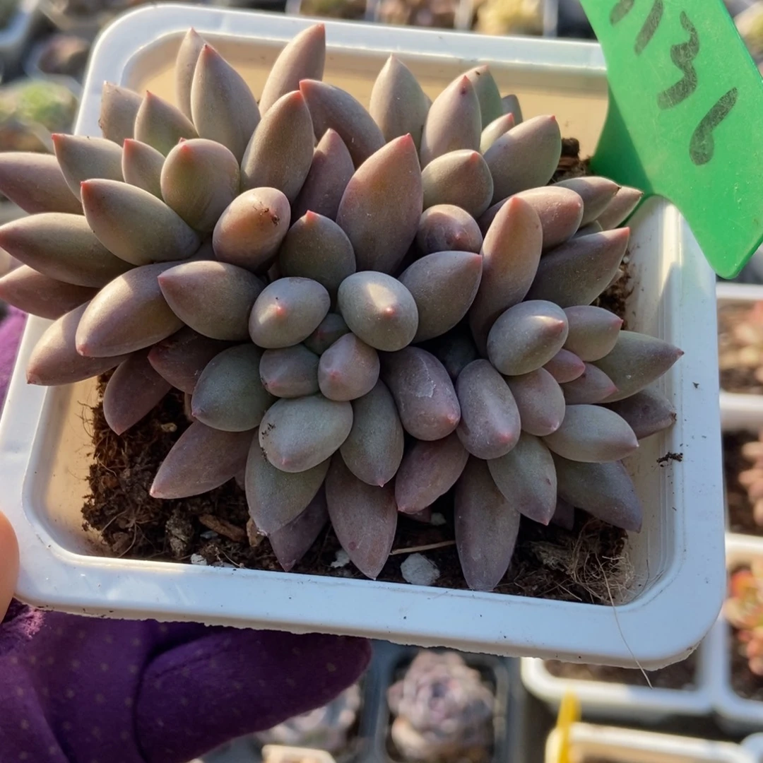 3136车厘子多肉植物