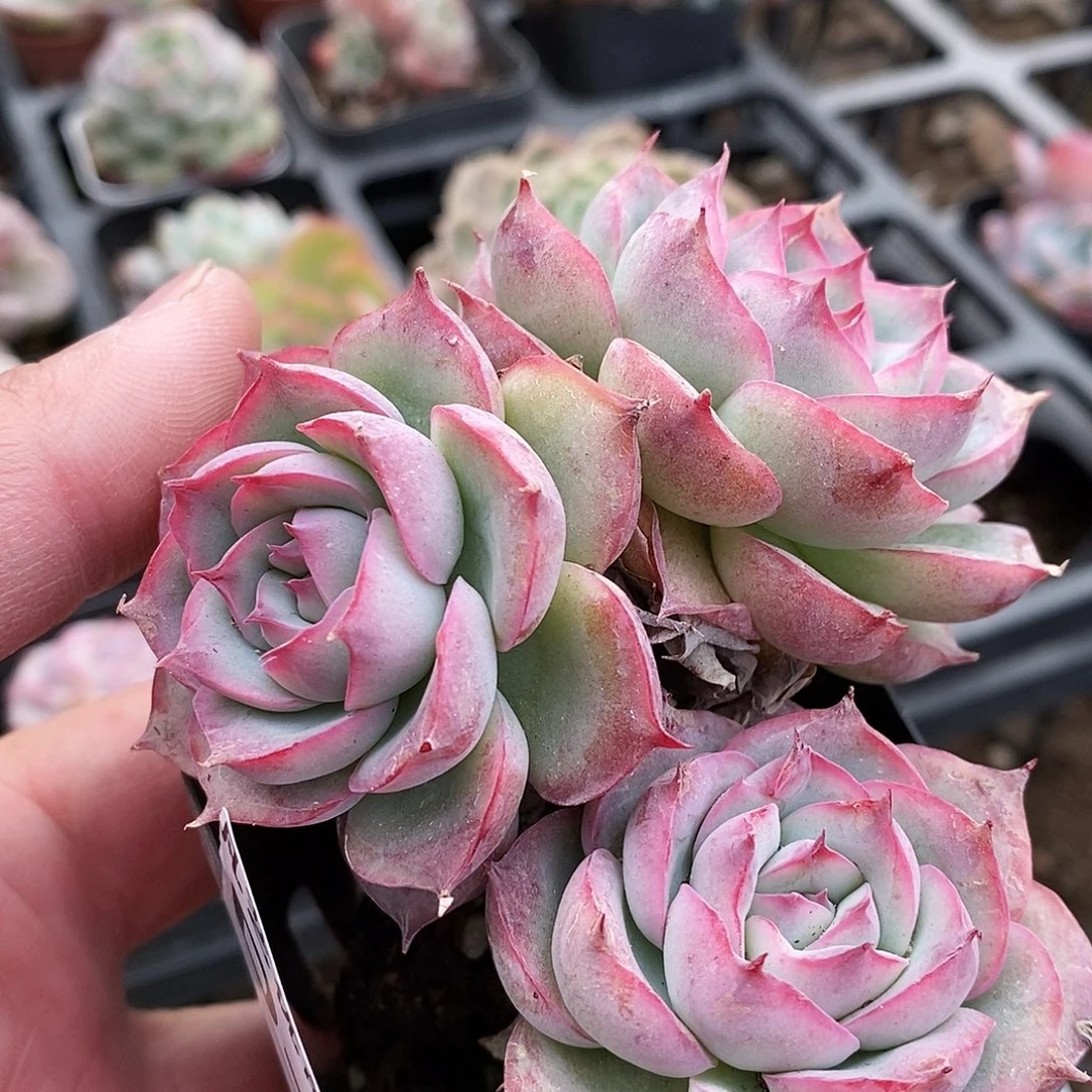 D52一物一拍满9.9包邮