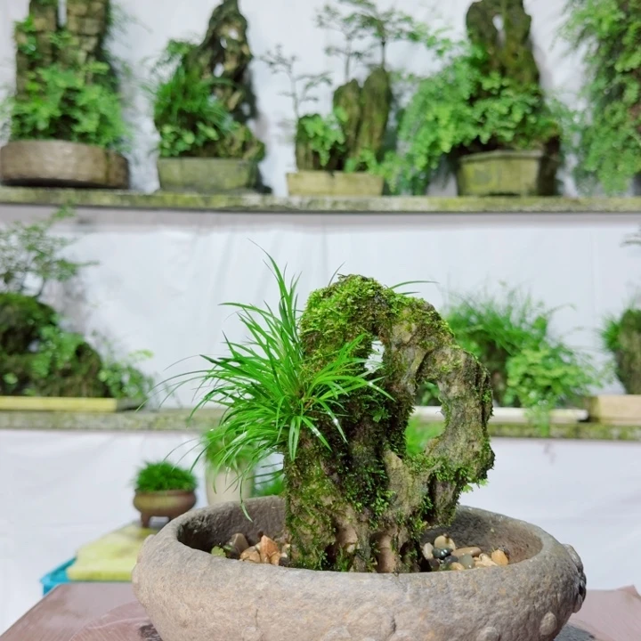 不开花植物菖蒲吴定石附虎须菖蒲不含盆
