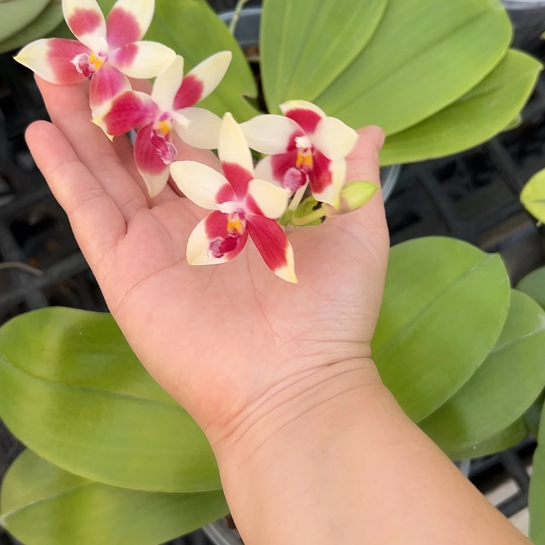 完全开放蓝珍火花盾4.5叶子瑕疵