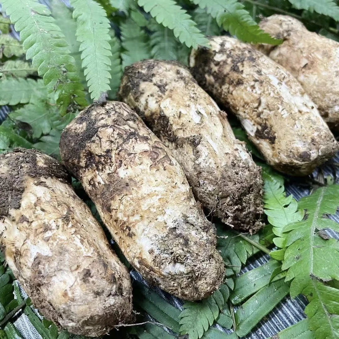 现挖新鲜松茸空运冷链48小时松茸新鲜直达