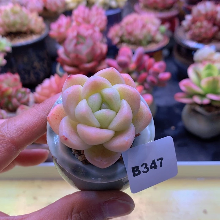 一物一拍满38包邮B347