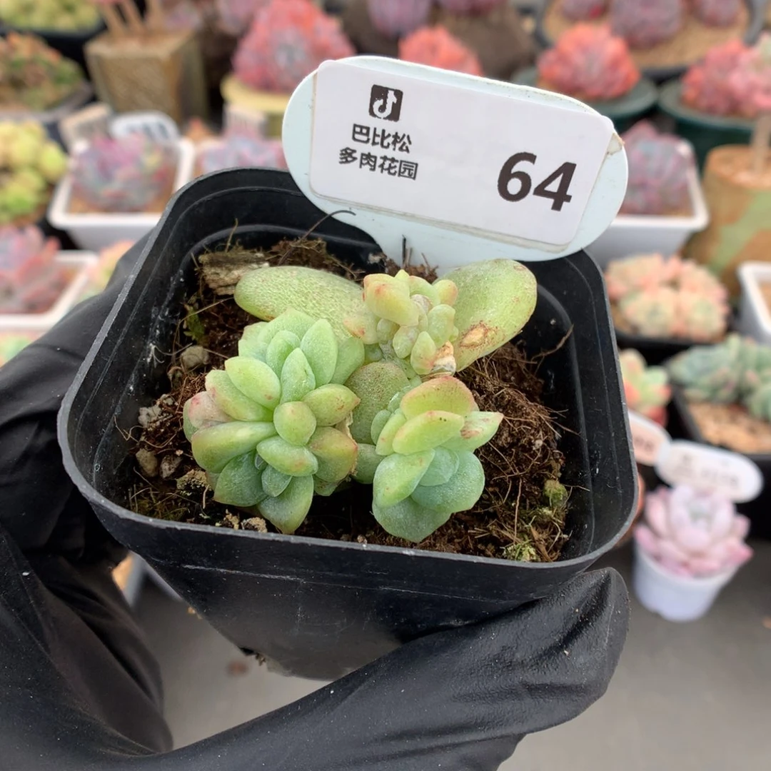 ?****P64 冰玉石化潜力股