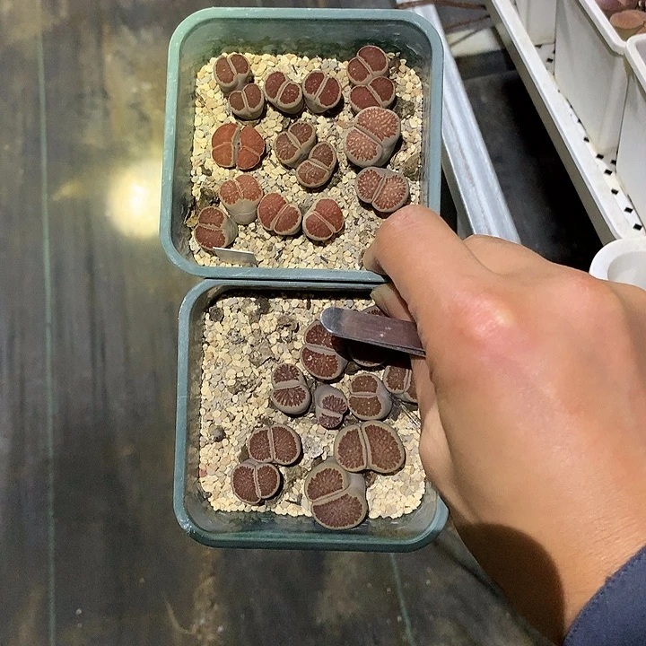 亮***精品多肉植物精品多肉