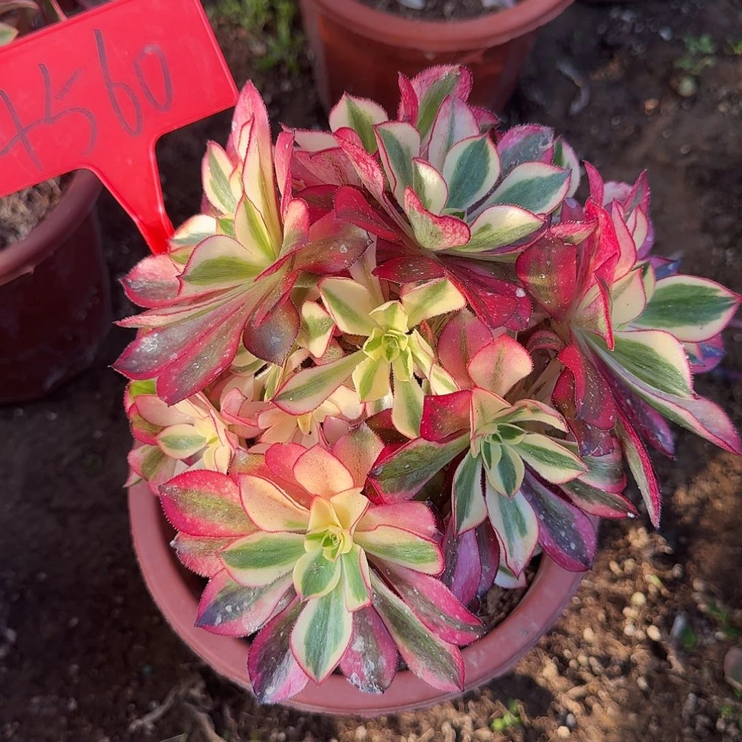 4560魅影母本多肉法师