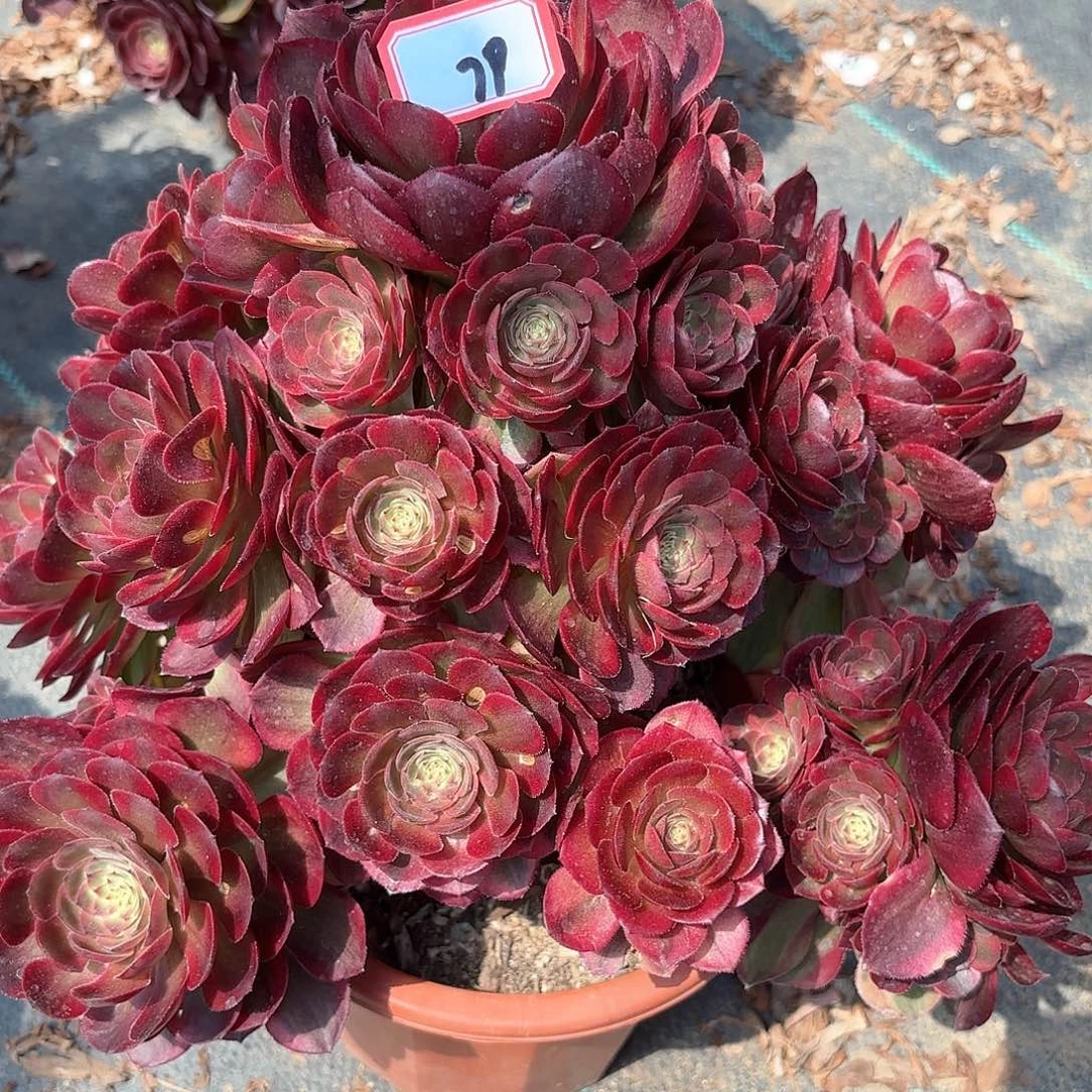 79火狐多肉植物绿植