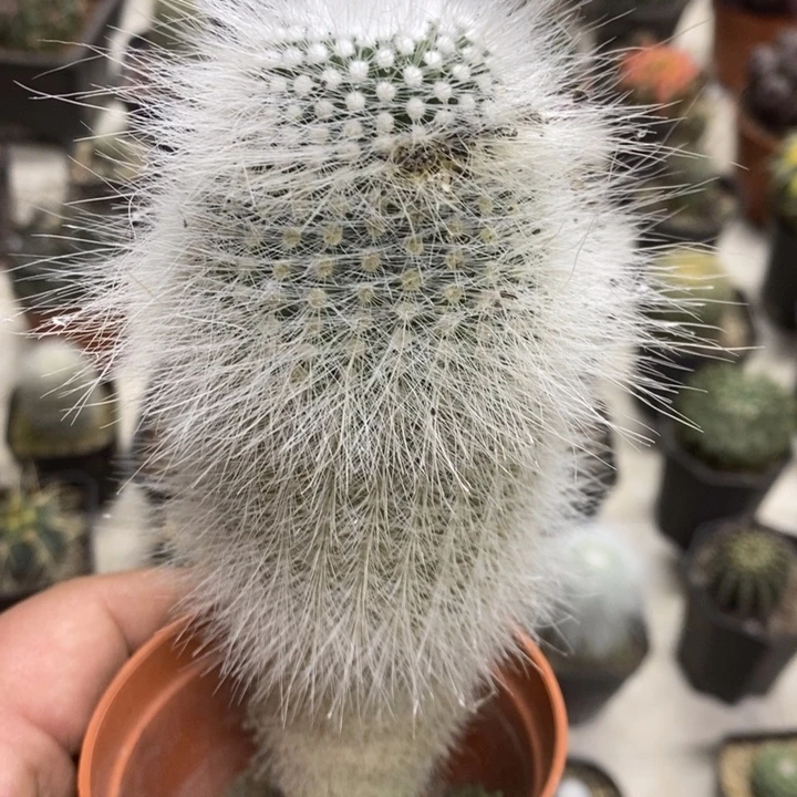 实生白小丁特价福利