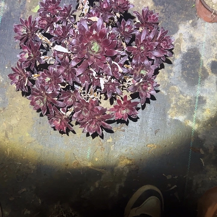 不包侧枝一物一拍30