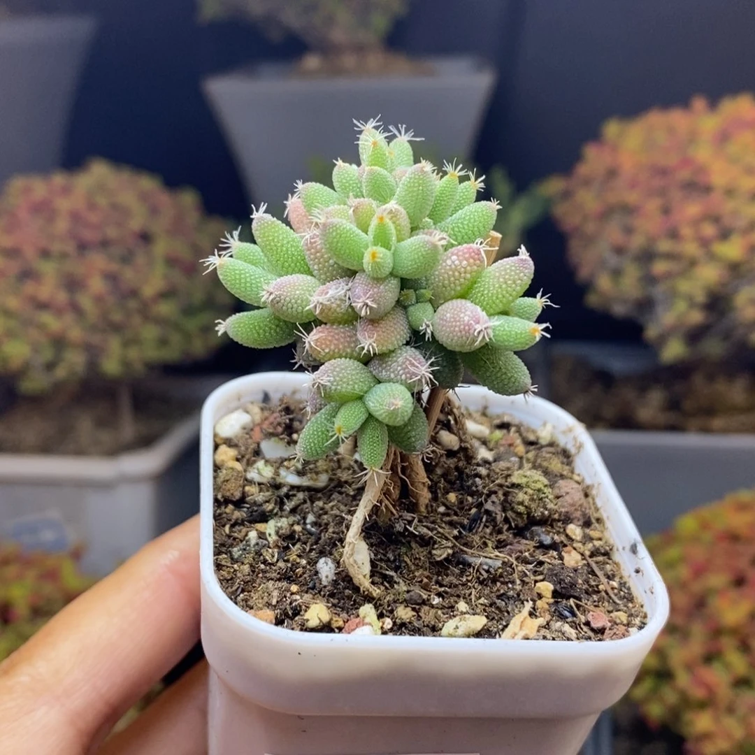 无花朵3号实生提根玉米