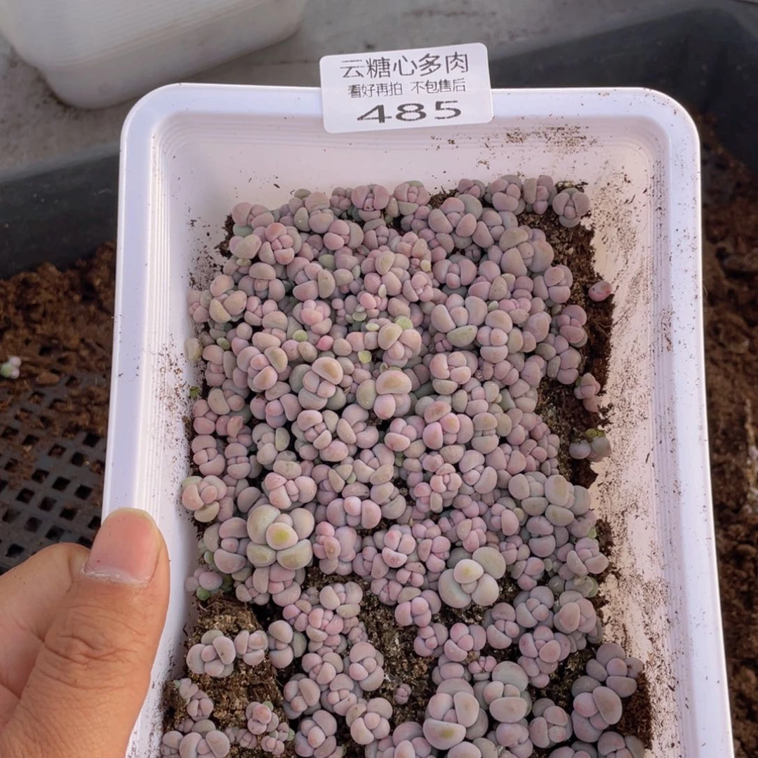 云糖心多肉植物485
