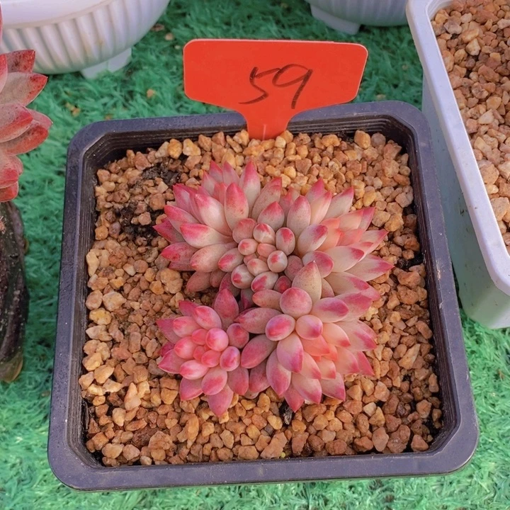 这个点就不睡觉不