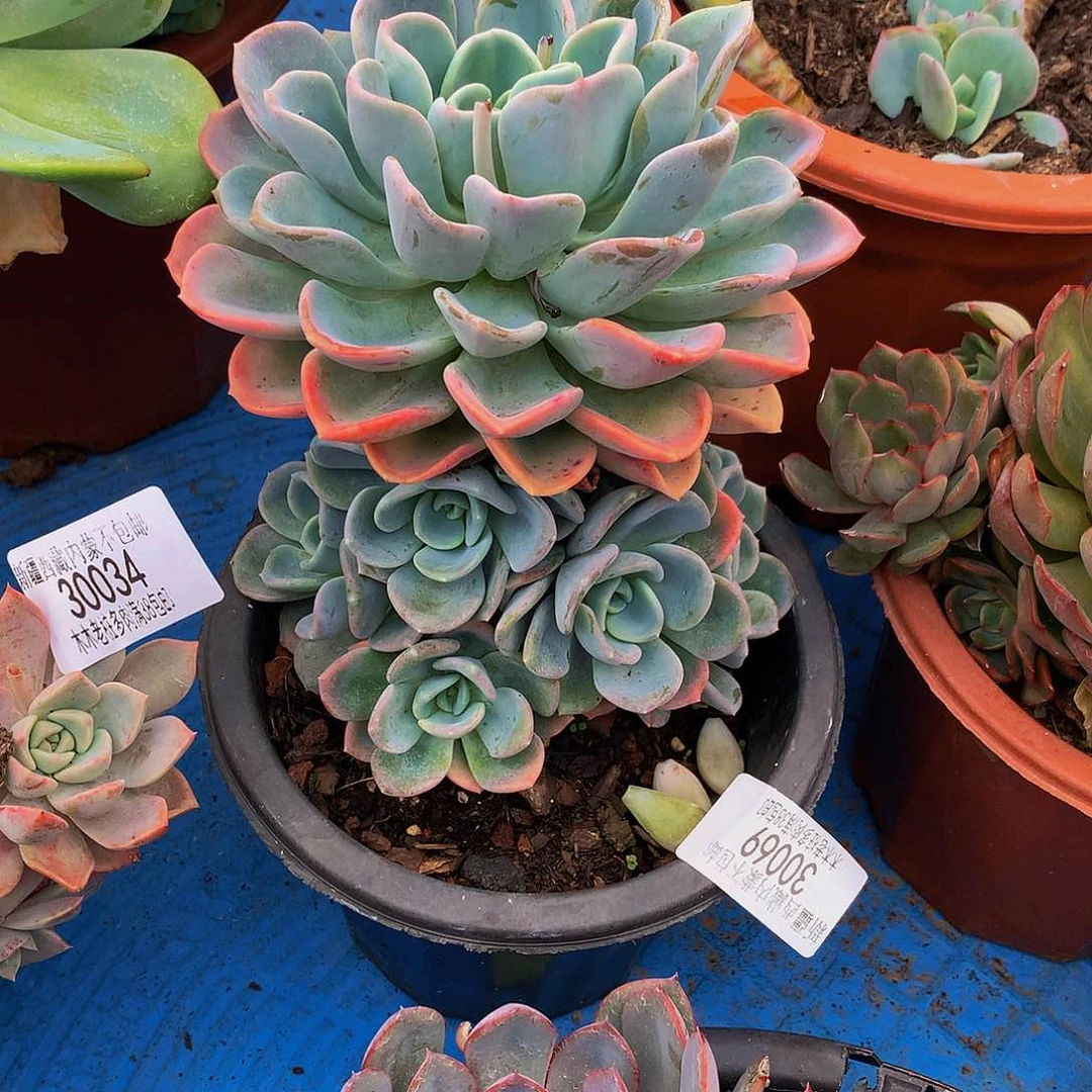 慵***我   美尻多肉30069