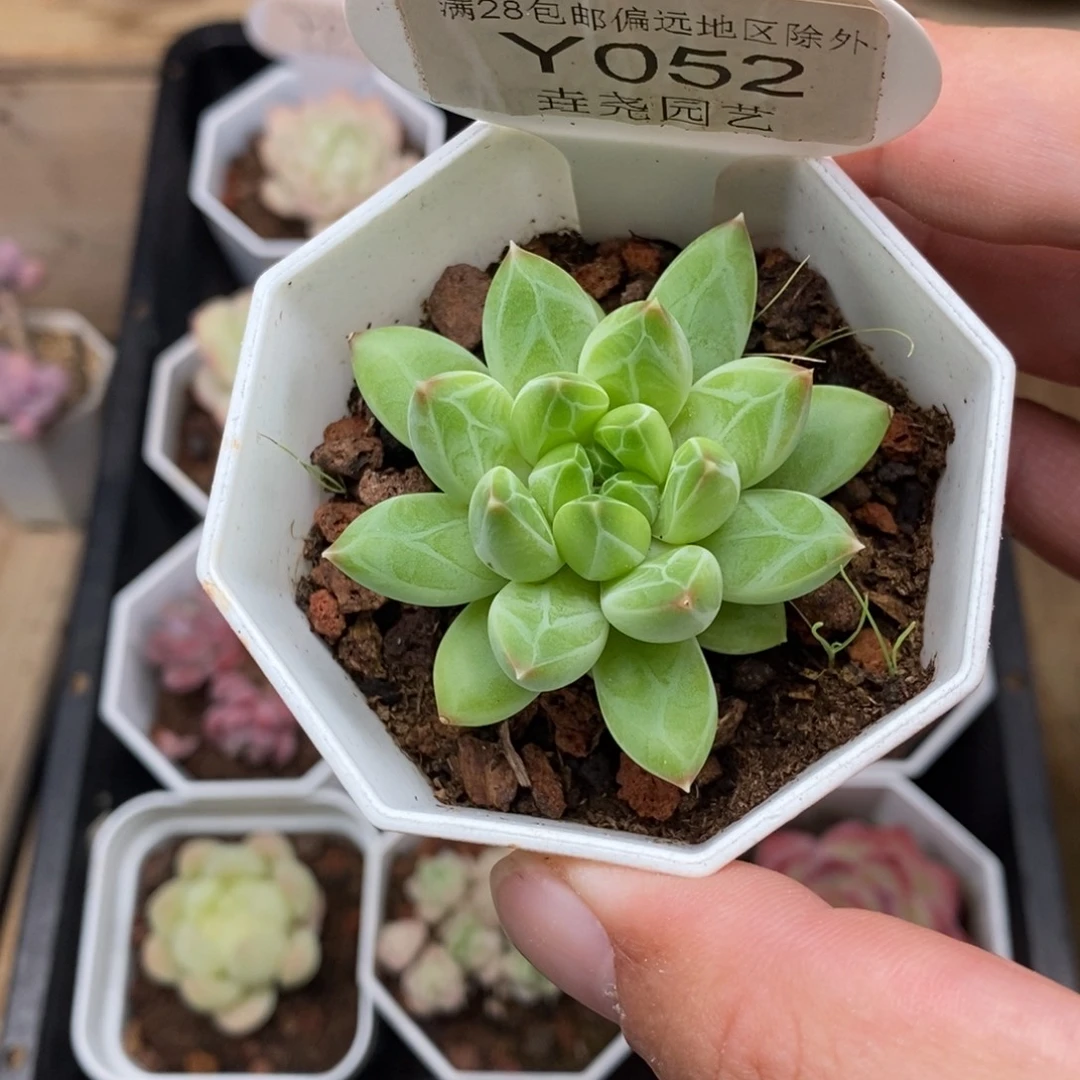 0052 陨石单头 5cm