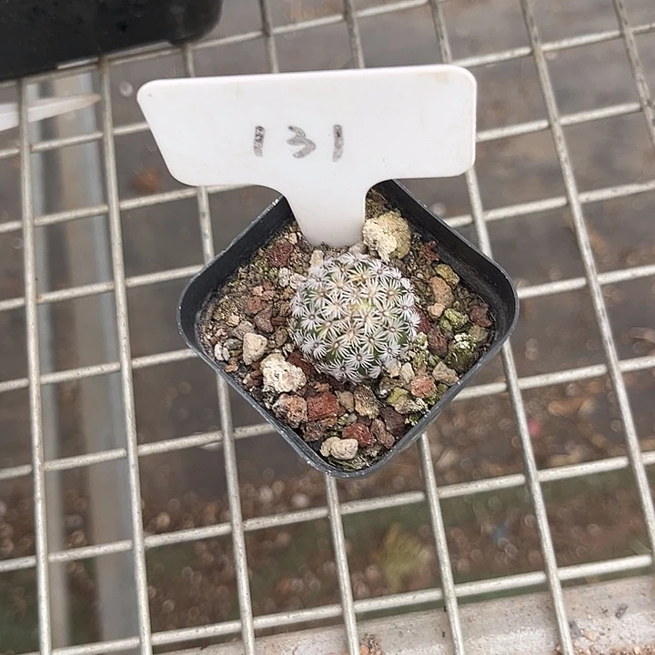 当前无花朵,栽培后可花朵骑**马