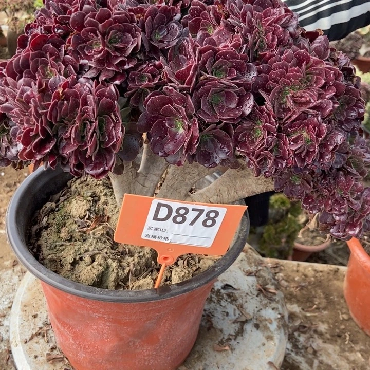 米***陶D878欧紫欧紫欧紫欧紫