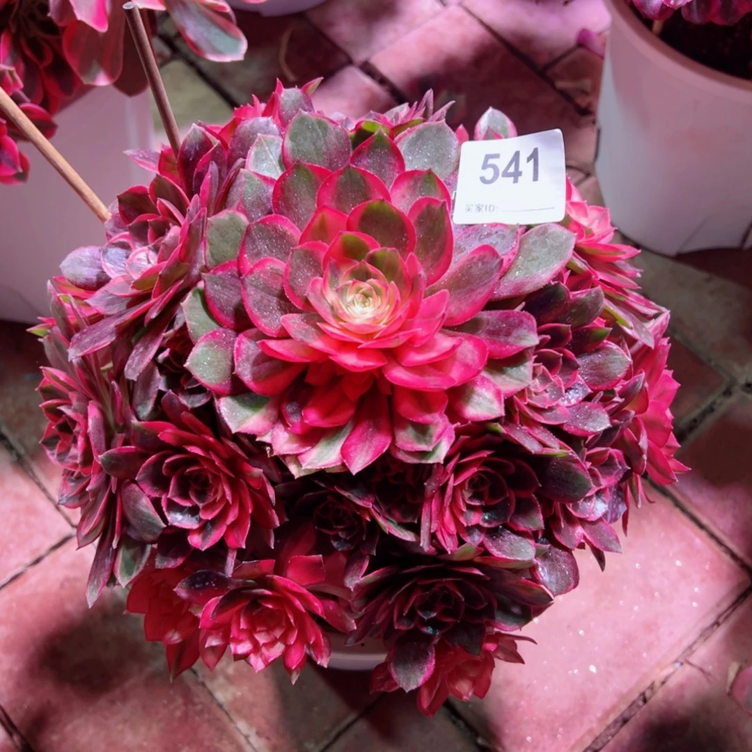 541黑魔锦法师多肉植物