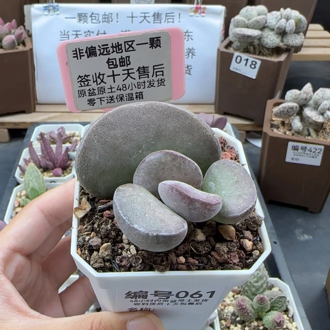 061德系紫蛋多肉