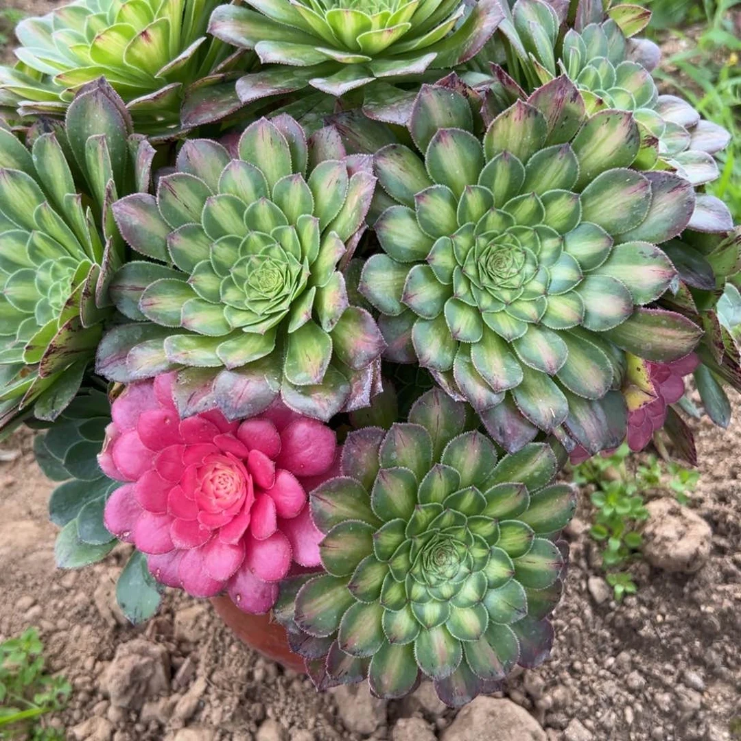 67知否多肉多肉多肉多肉