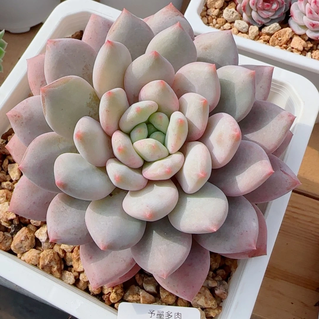 半夏，7853多肉植物