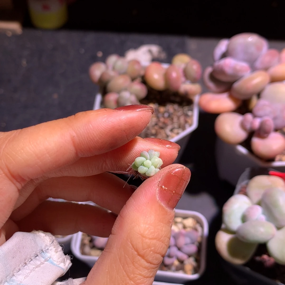 星***逸萤火虫嚯哈哈哈哈哈