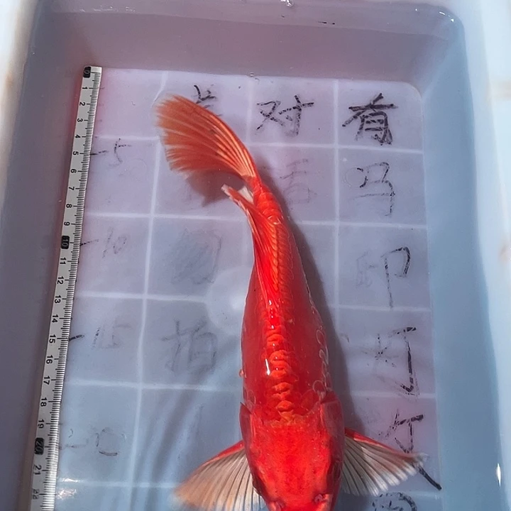 蝴蝶鲤鱼渔场直发86