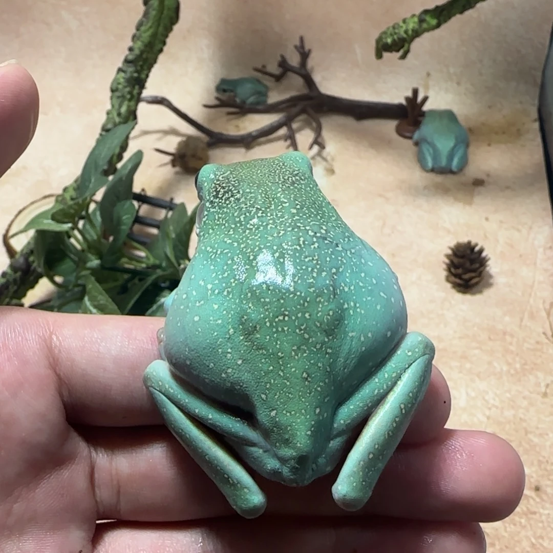 老爷树蛙大蛙大蛙