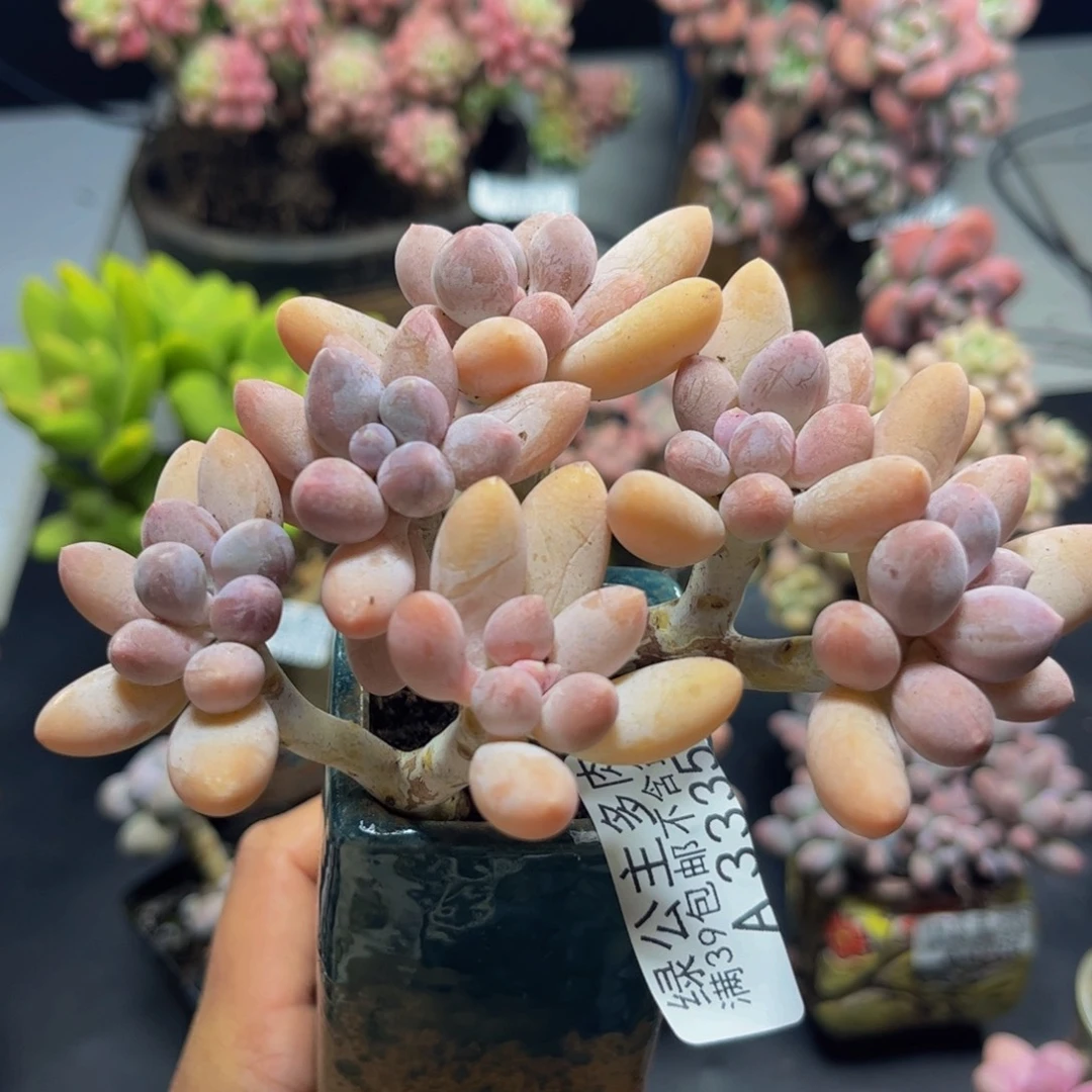 黄金手指奶酪3335/10cm