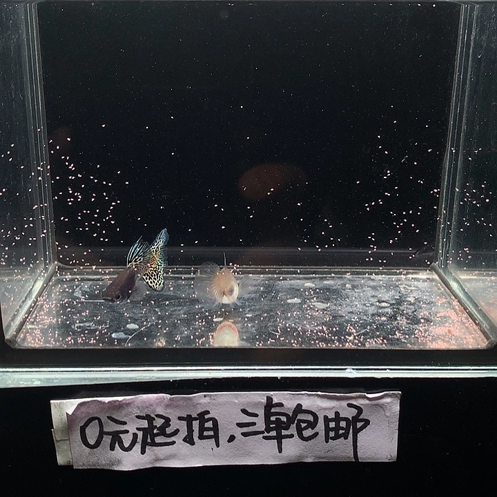 孔雀鱼金属蓝蕾丝一对