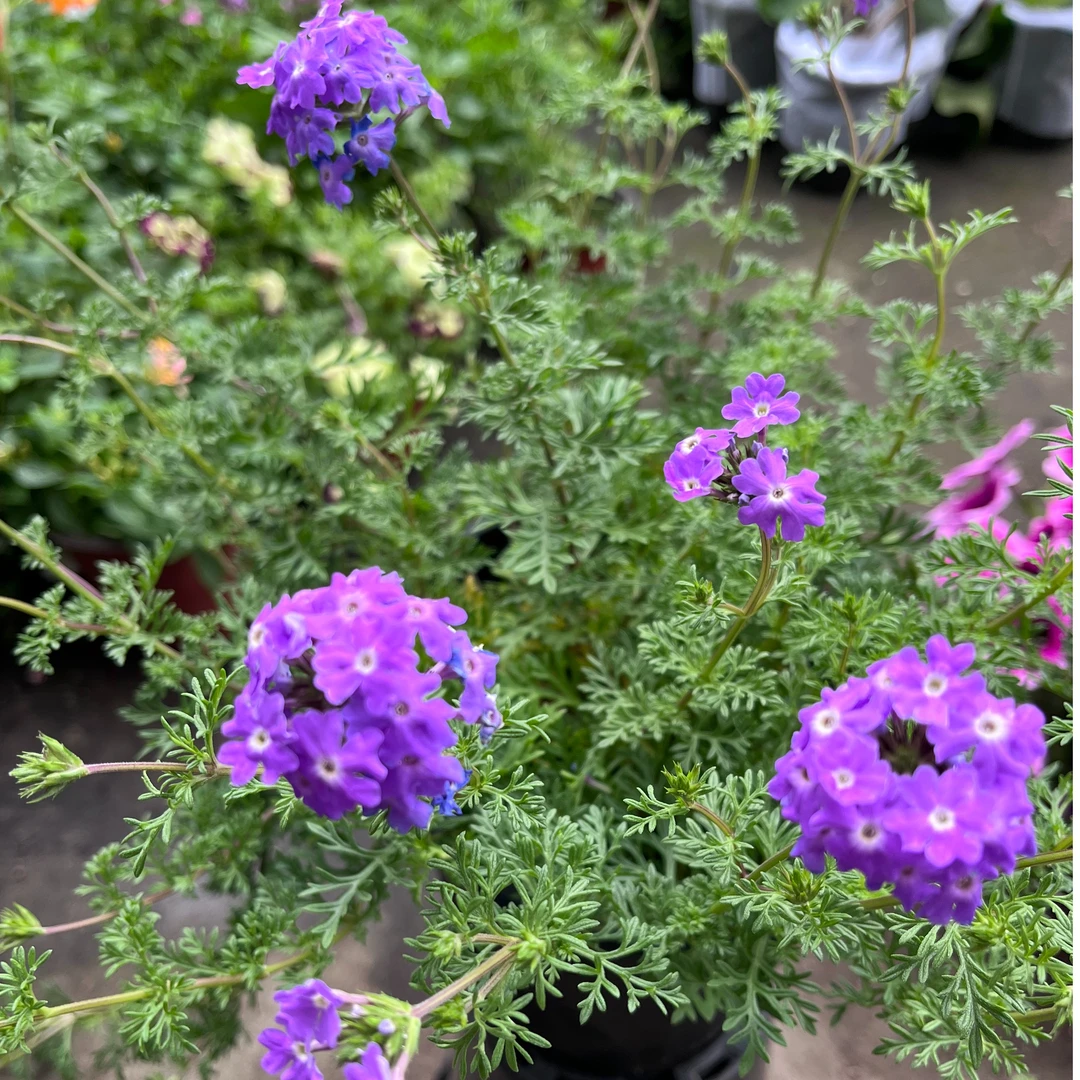 细叶美女樱多年生宿根植物耐热耐寒多季节开花植物