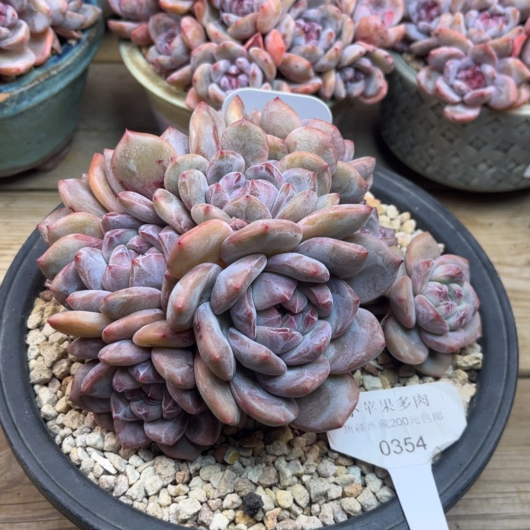 紫皮紫心354/17cm10头