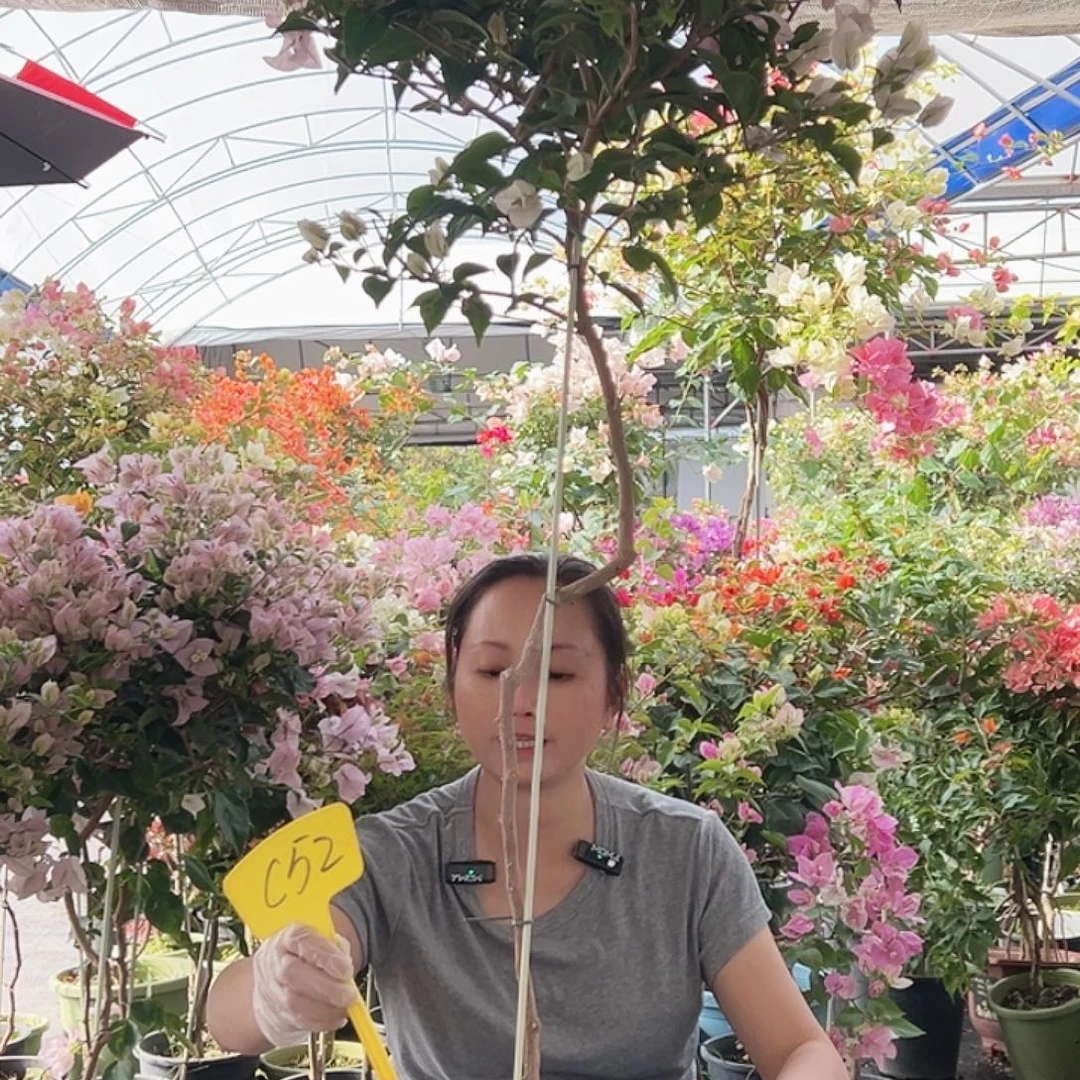 一***鱼大部分花苞少量开放C52苹果花