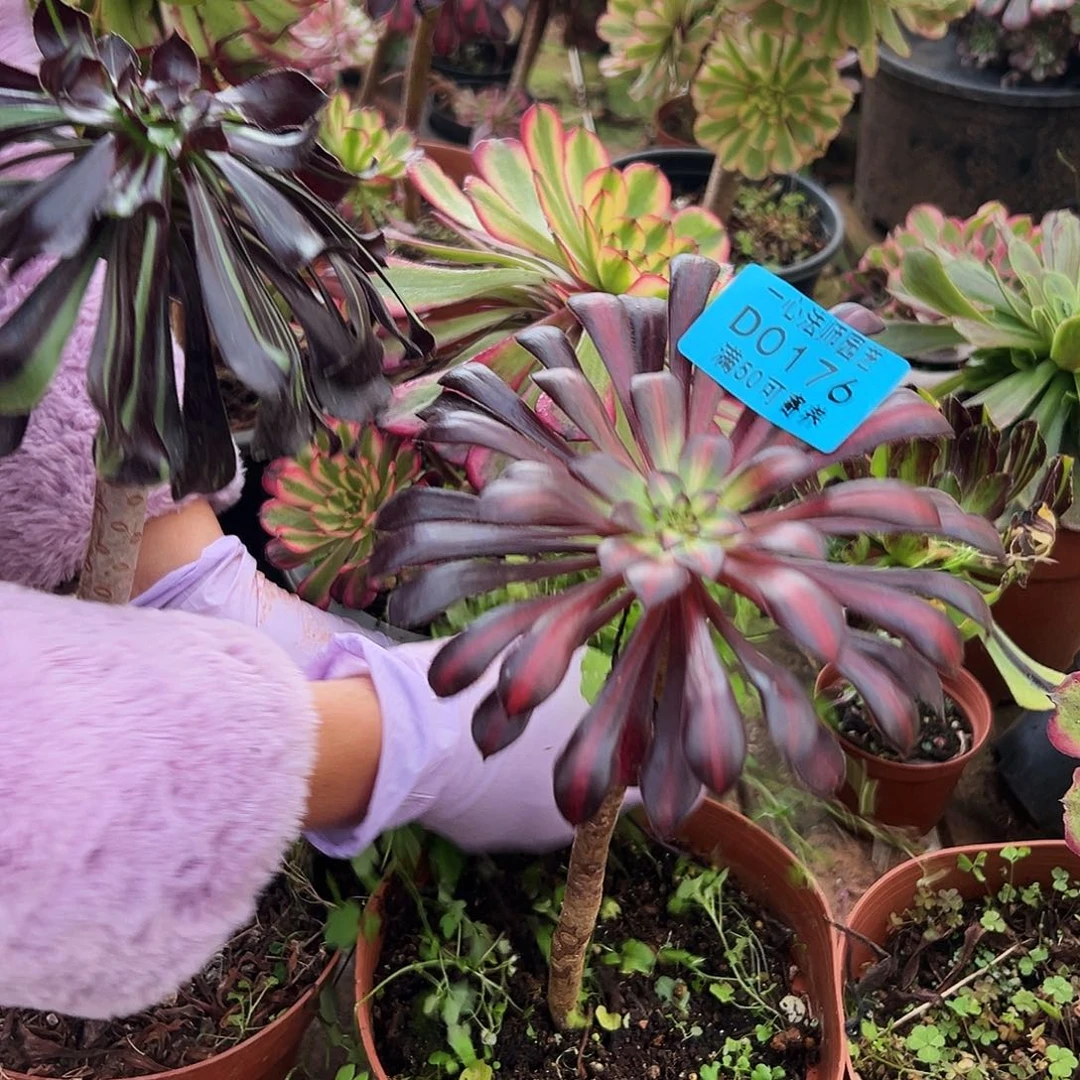 多肉植物多肉植物0176