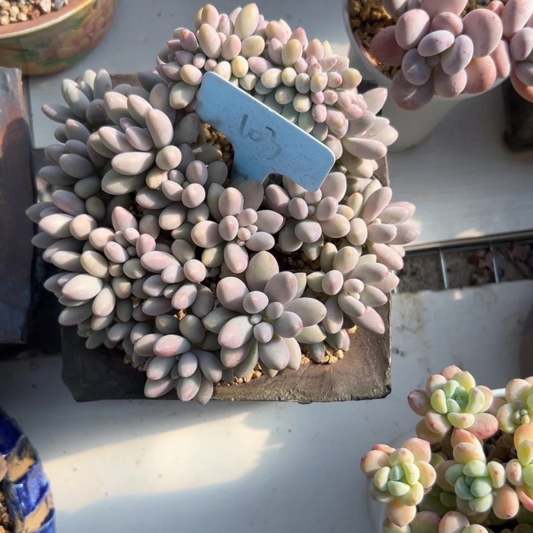 榴**了多肉植物一物一拍