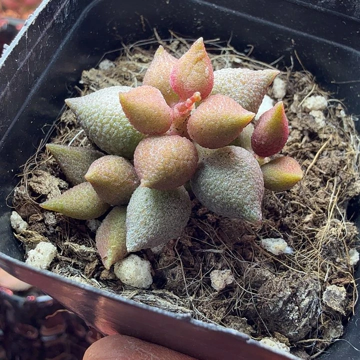 金*顺水蜜桃的味道真的是绝了