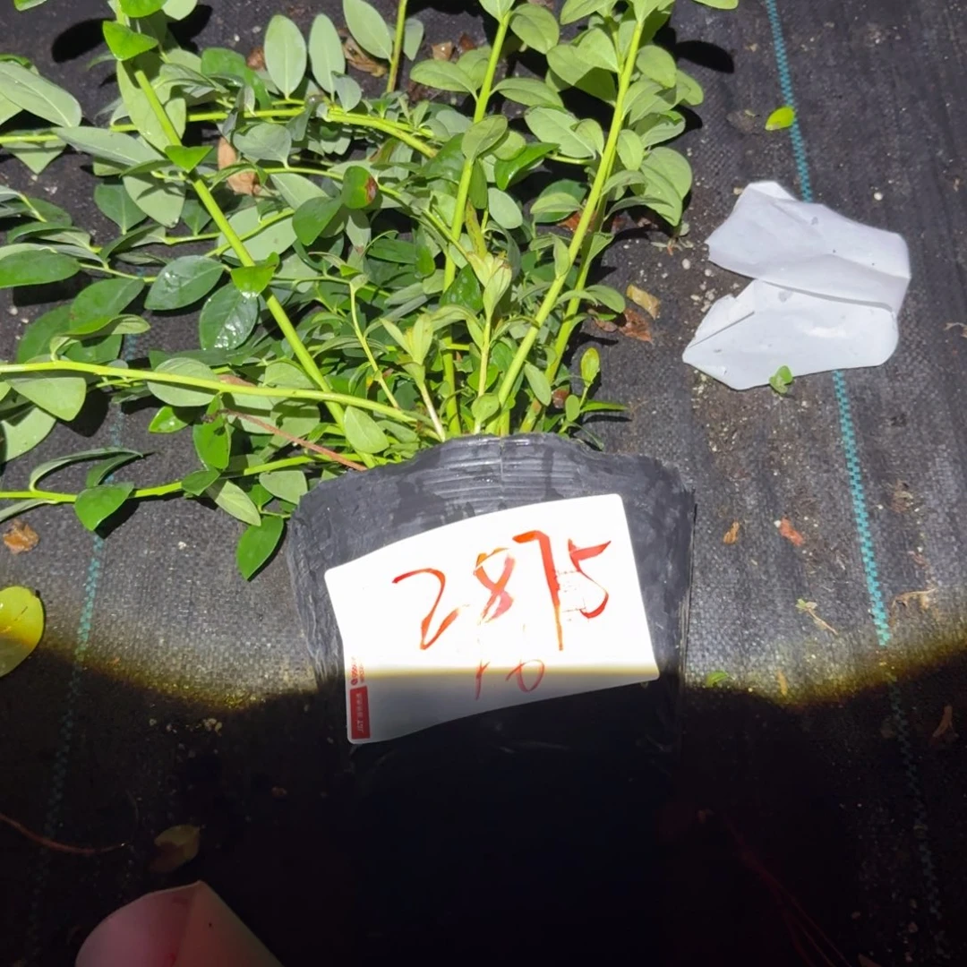 匆***年中钵F6一物一拍2875