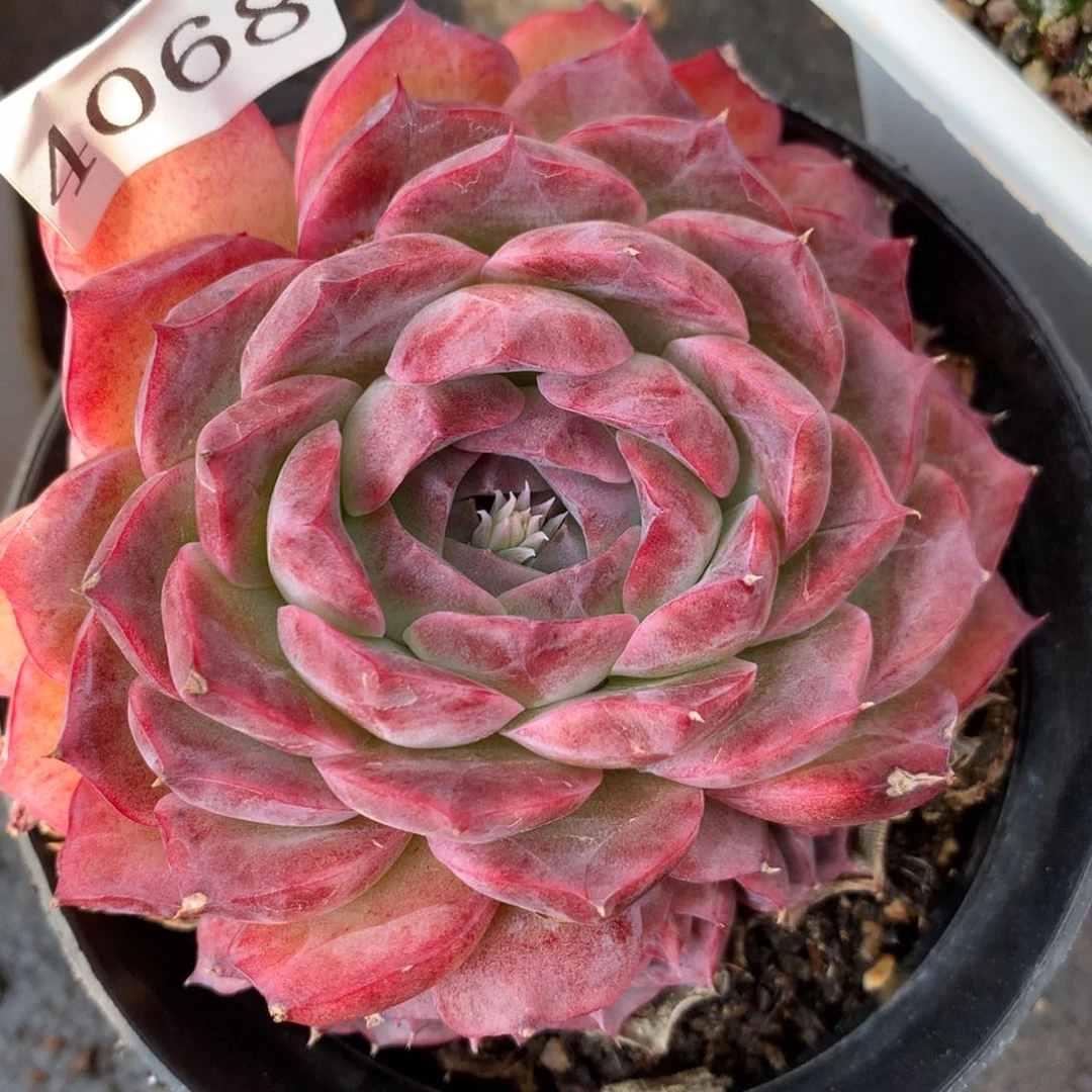 4068新年快乐发发发