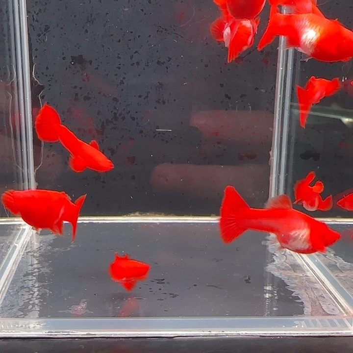 孔雀鱼通背包肚分水一对